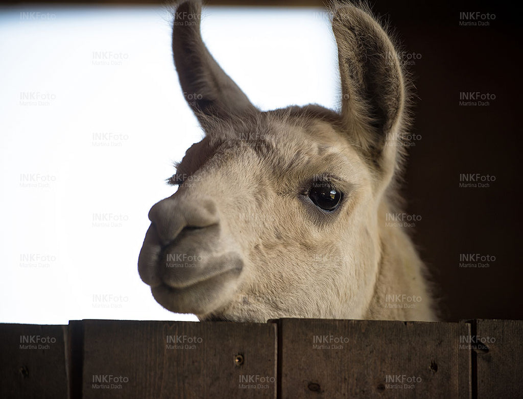 Lama vor dunklem Hintergrund