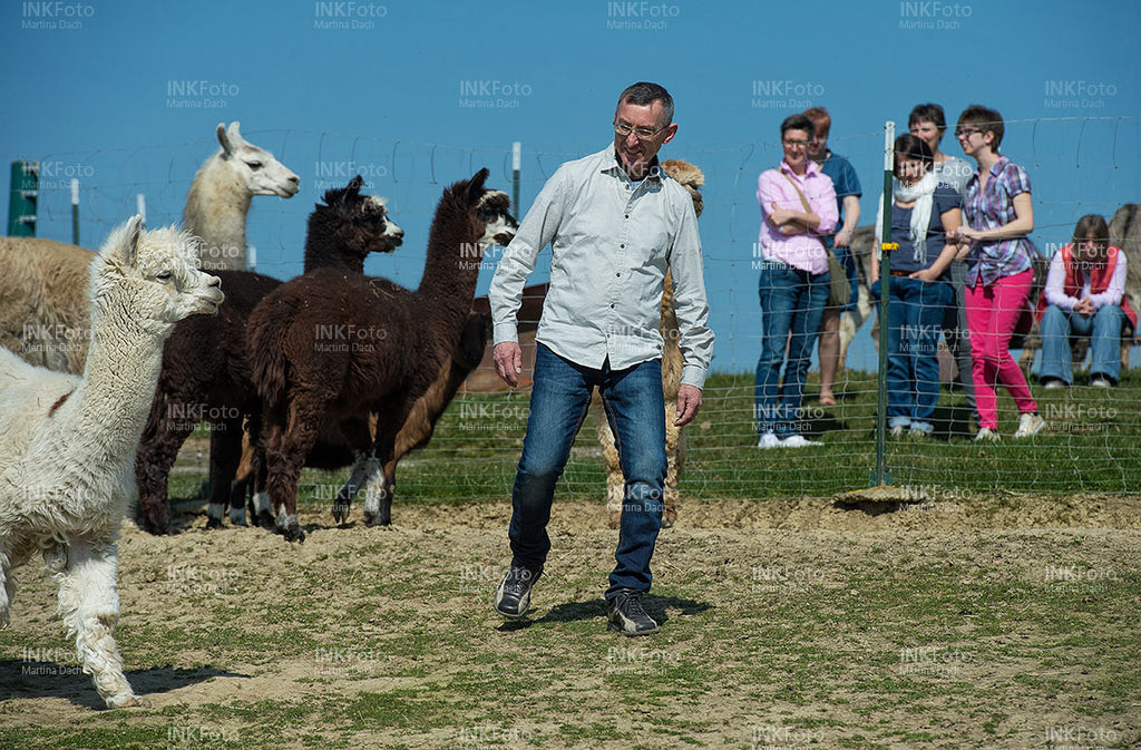Mann auf einer Wiese mit Lamas und Alpakas auf einer Weide.