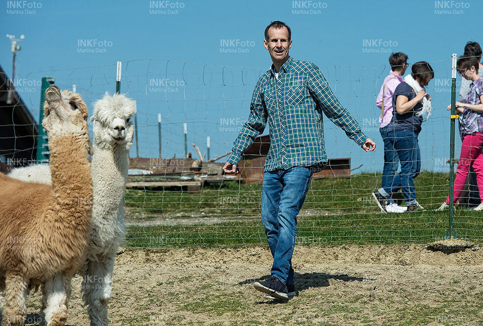Mann auf einer Wiese mit Lamas und Alpakas auf einer Weide.