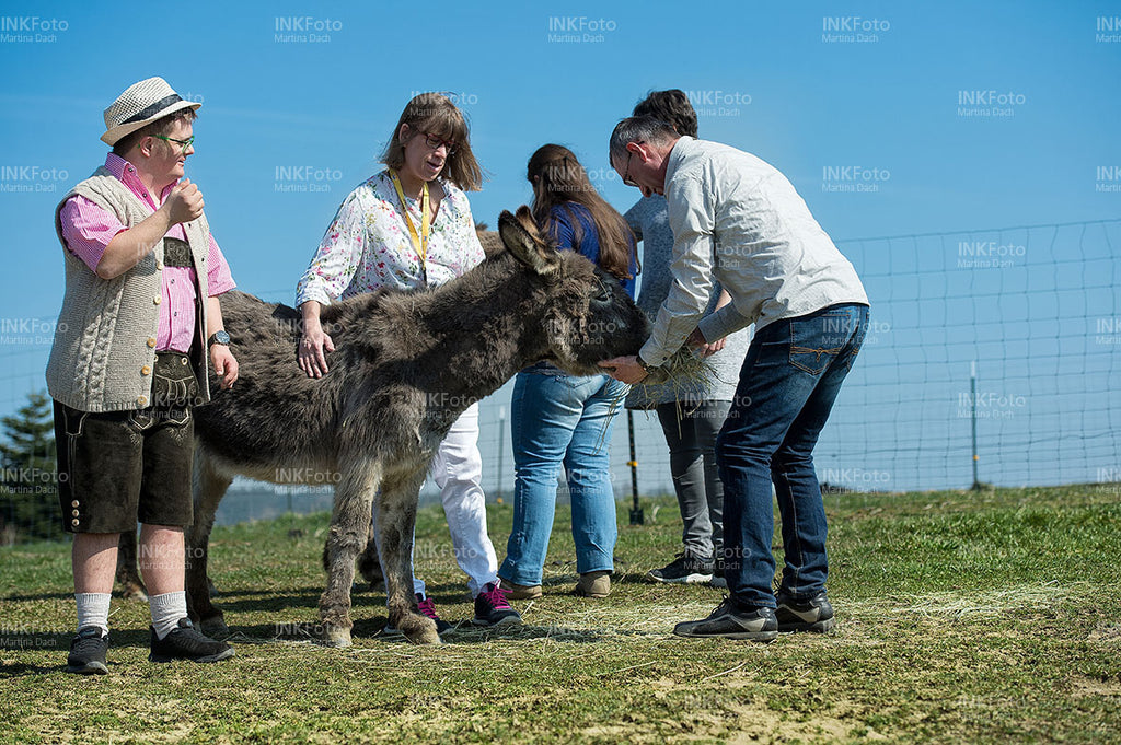 Gruppe mit 2 Eseln auf der Weide